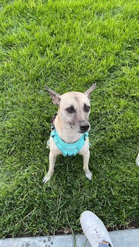 person, an adoptable chihuahua & chihuahua mix in los angeles,