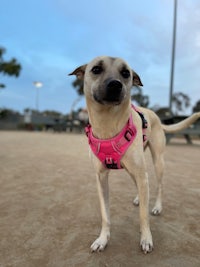 a small dog wearing a pink harness